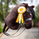 LeMieux Hobby Horse Rosette Pack Speelgoed - Maddelin Equestrian LeMieux