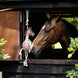 LeMieux Horse Toy Giraffe Speelgoed voor paarden - Maddelin Equestrian LeMieux