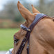 LeMieux Kudos Grackle Hoofdstel Trenshoofdstellen - Maddelin Equestrian LeMieux