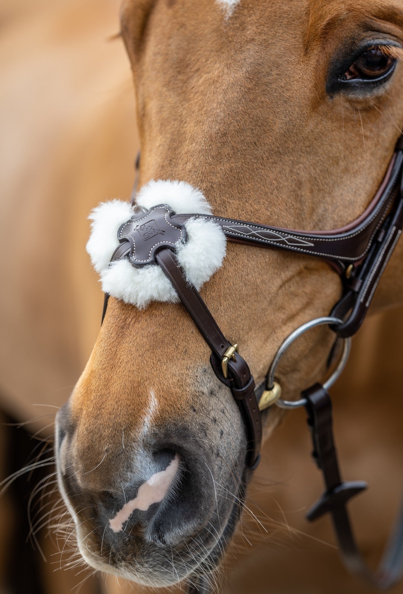 LeMieux Kudos Grackle Hoofdstel Trenshoofdstellen - Maddelin Equestrian LeMieux