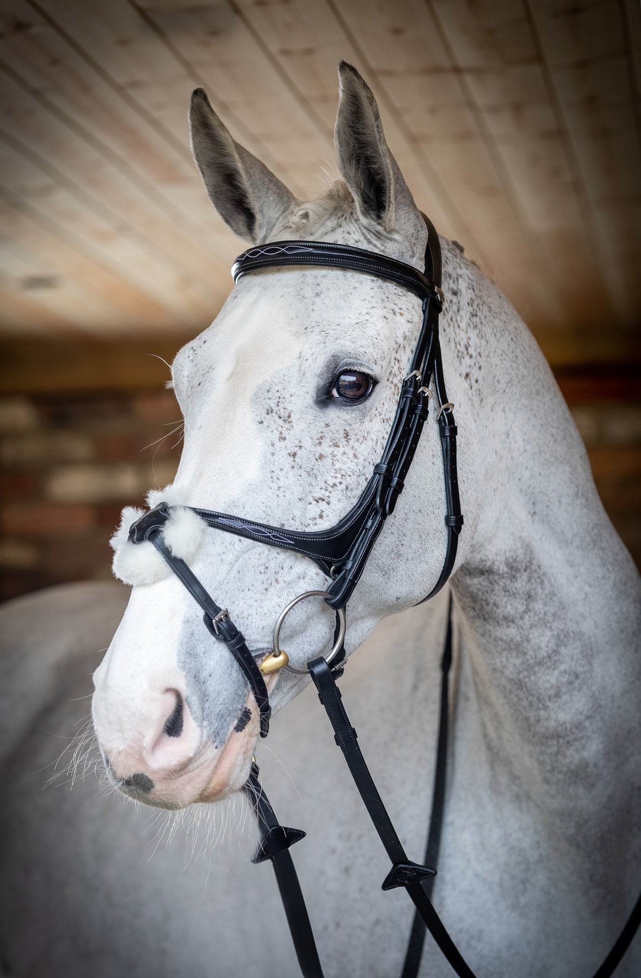 LeMieux Kudos Grackle Hoofdstel Trenshoofdstellen - Maddelin Equestrian LeMieux