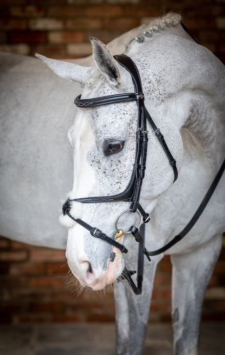 LeMieux Kudos Grackle Hoofdstel Trenshoofdstellen - Maddelin Equestrian LeMieux