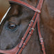 LeMieux Kudos Grackle Hoofdstel Trenshoofdstellen - Maddelin Equestrian LeMieux