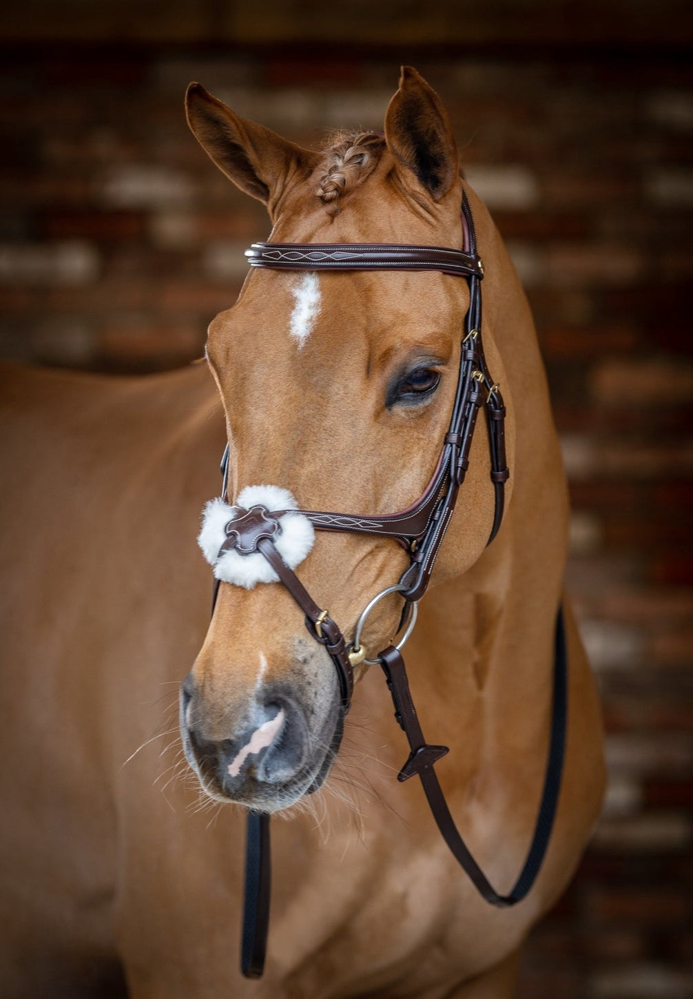 LeMieux Kudos Grackle Hoofdstel Trenshoofdstellen - Maddelin Equestrian LeMieux