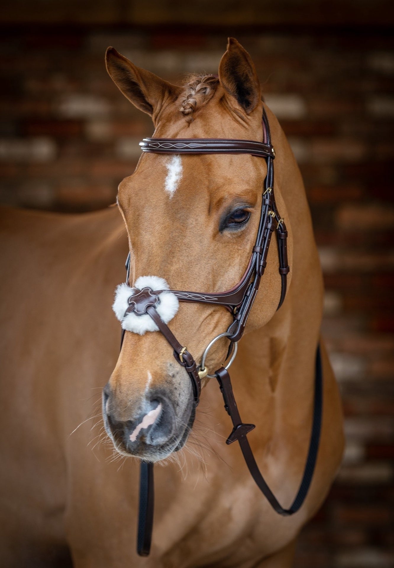 LeMieux Kudos Grackle Hoofdstel Trenshoofdstellen - Maddelin Equestrian LeMieux