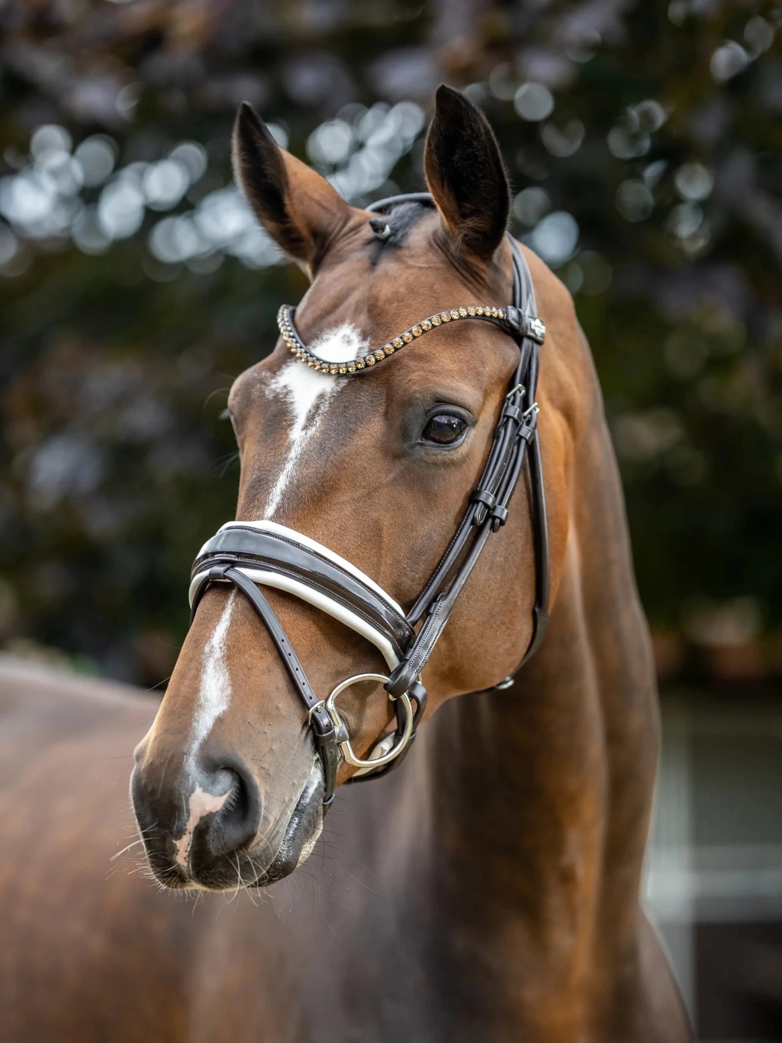 LeMieux Kudos Patent Dressage Hoofdstel Trenshoofdstellen - Maddelin Equestrian LeMieux