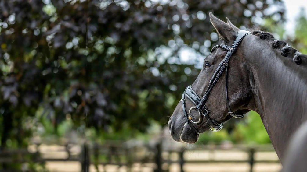 LeMieux Kudos Patent Dressage Hoofdstel Trenshoofdstellen - Maddelin Equestrian LeMieux