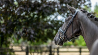 LeMieux Kudos Patent Dressage Hoofdstel Trenshoofdstellen - Maddelin Equestrian LeMieux