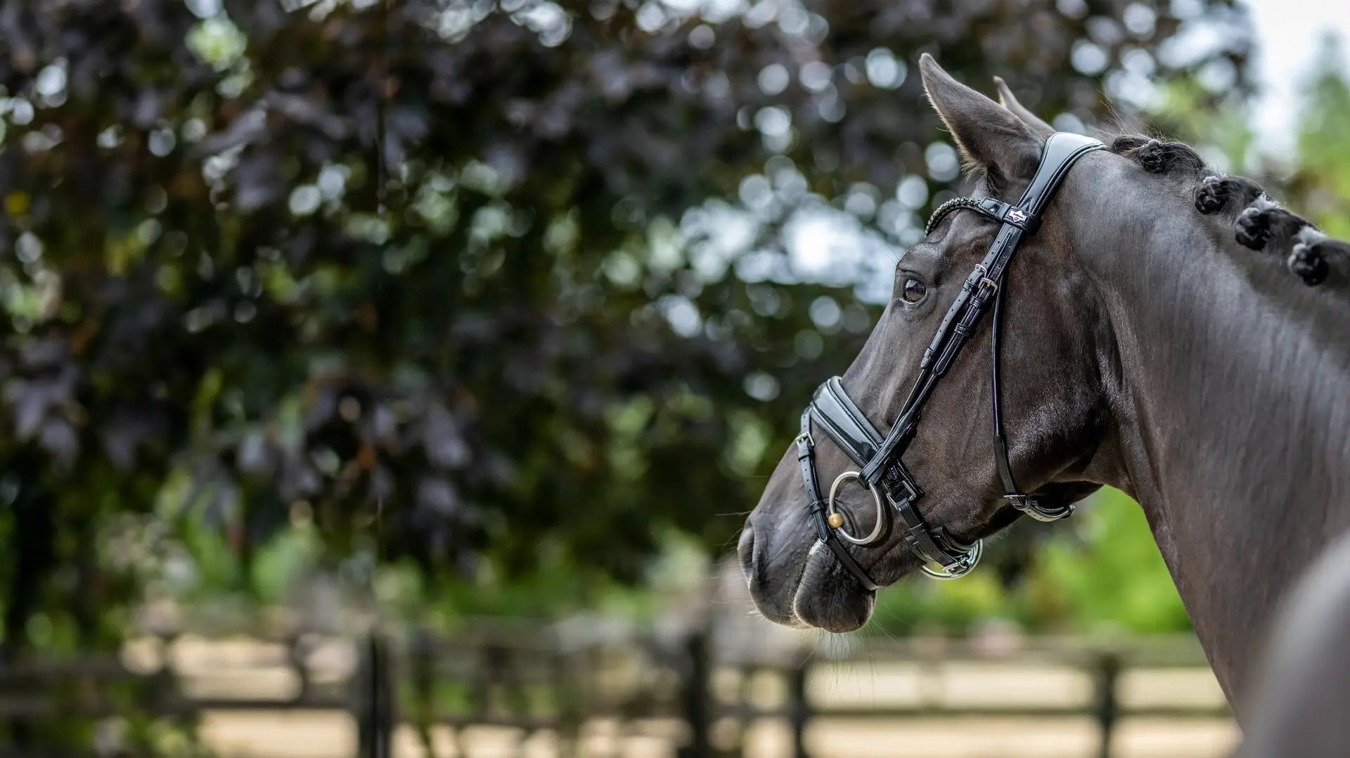 LeMieux Kudos Patent Dressage Hoofdstel Trenshoofdstellen - Maddelin Equestrian LeMieux