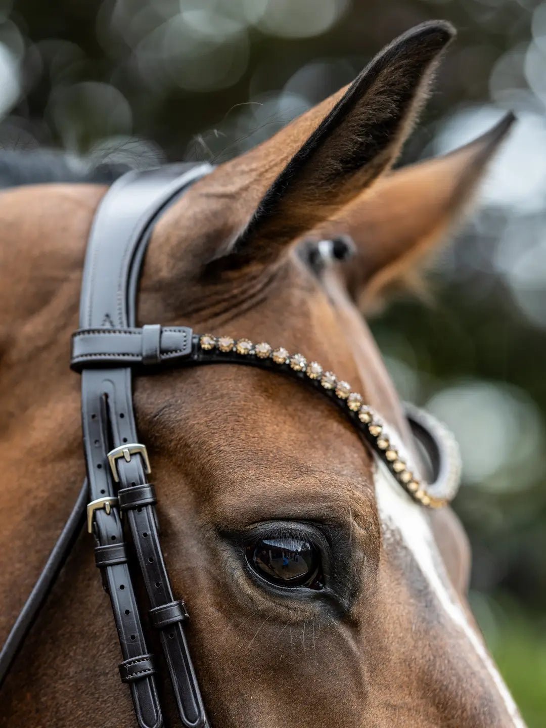 LeMieux Kudos Patent Dressage Hoofdstel Trenshoofdstellen - Maddelin Equestrian LeMieux