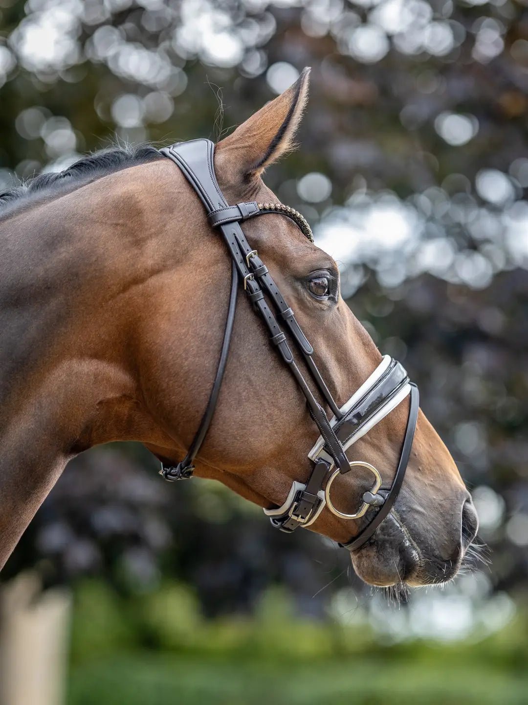LeMieux Kudos Patent Dressage Hoofdstel Trenshoofdstellen - Maddelin Equestrian LeMieux