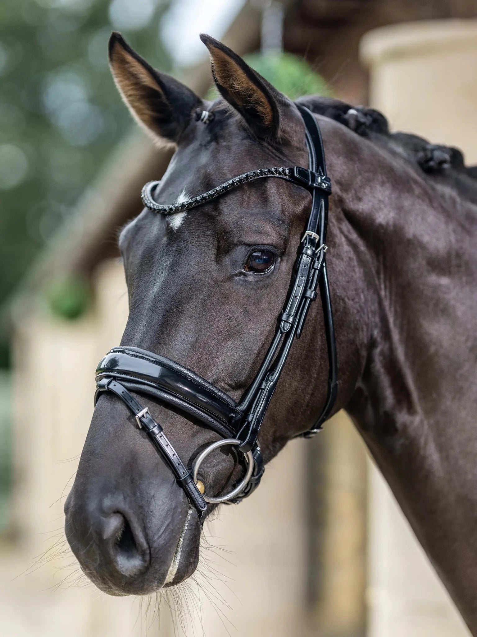 LeMieux Kudos Patent Dressage Hoofdstel Trenshoofdstellen - Maddelin Equestrian LeMieux