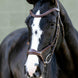 LeMieux Kudos Sport Hoofdstel Trenshoofdstellen - Maddelin Equestrian