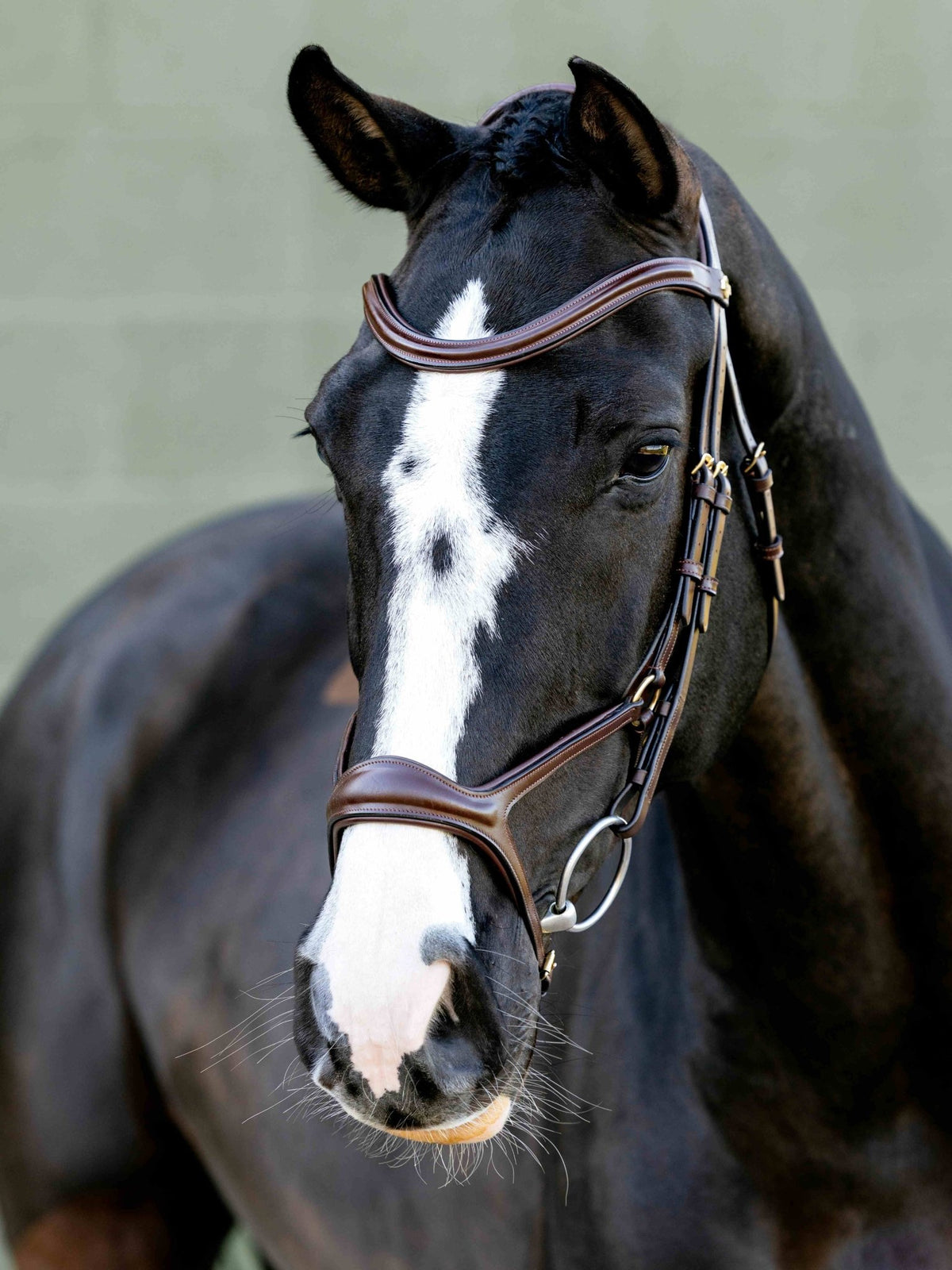 LeMieux Kudos Sport Hoofdstel Trenshoofdstellen - Maddelin Equestrian