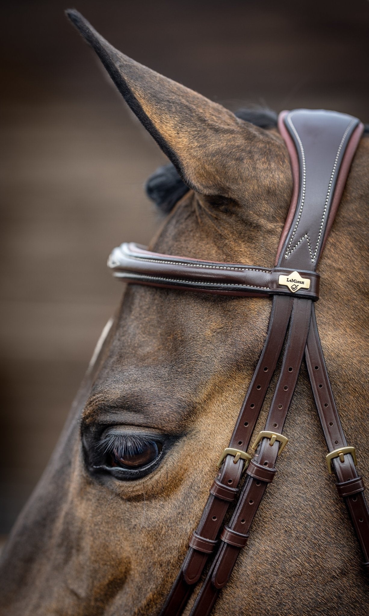 LeMieux Kudos Wedstrijd Flash Hoofdstel Trenshoofdstellen - Maddelin Equestrian LeMieux