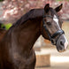 LeMieux Kudos Wedstrijd Flash Hoofdstel Trenshoofdstellen - Maddelin Equestrian LeMieux