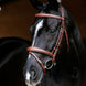 LeMieux Kudos Wedstrijd Flash Hoofdstel Trenshoofdstellen - Maddelin Equestrian LeMieux