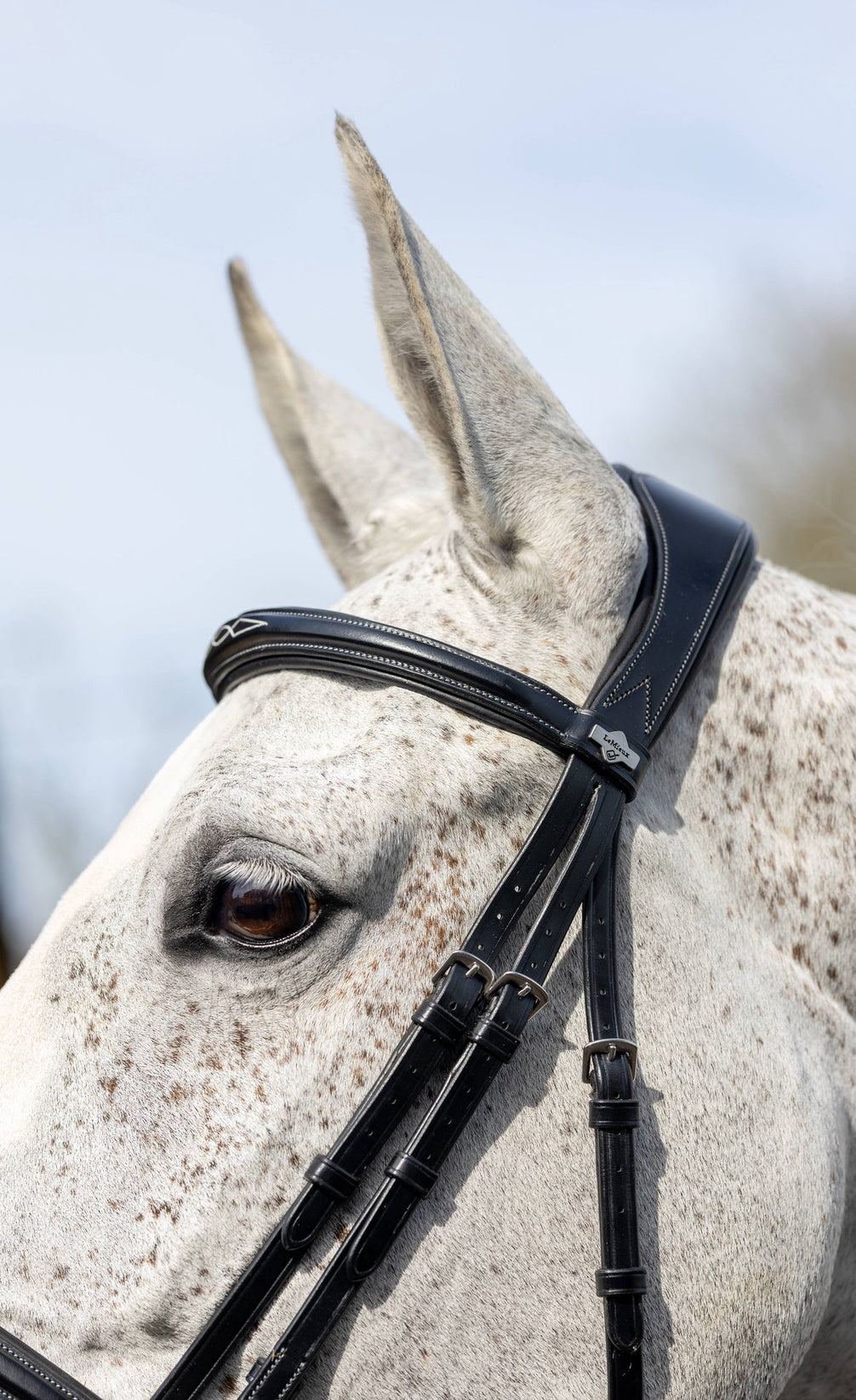 LeMieux Kudos Wedstrijd Flash Hoofdstel Trenshoofdstellen - Maddelin Equestrian LeMieux