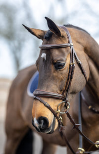 LeMieux Kudos Wedstrijd Flash Hoofdstel Trenshoofdstellen - Maddelin Equestrian LeMieux
