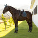 LeMieux Loire Classic Zadeldek SS26 Zadeldoeken - Maddelin Equestrian LeMieux