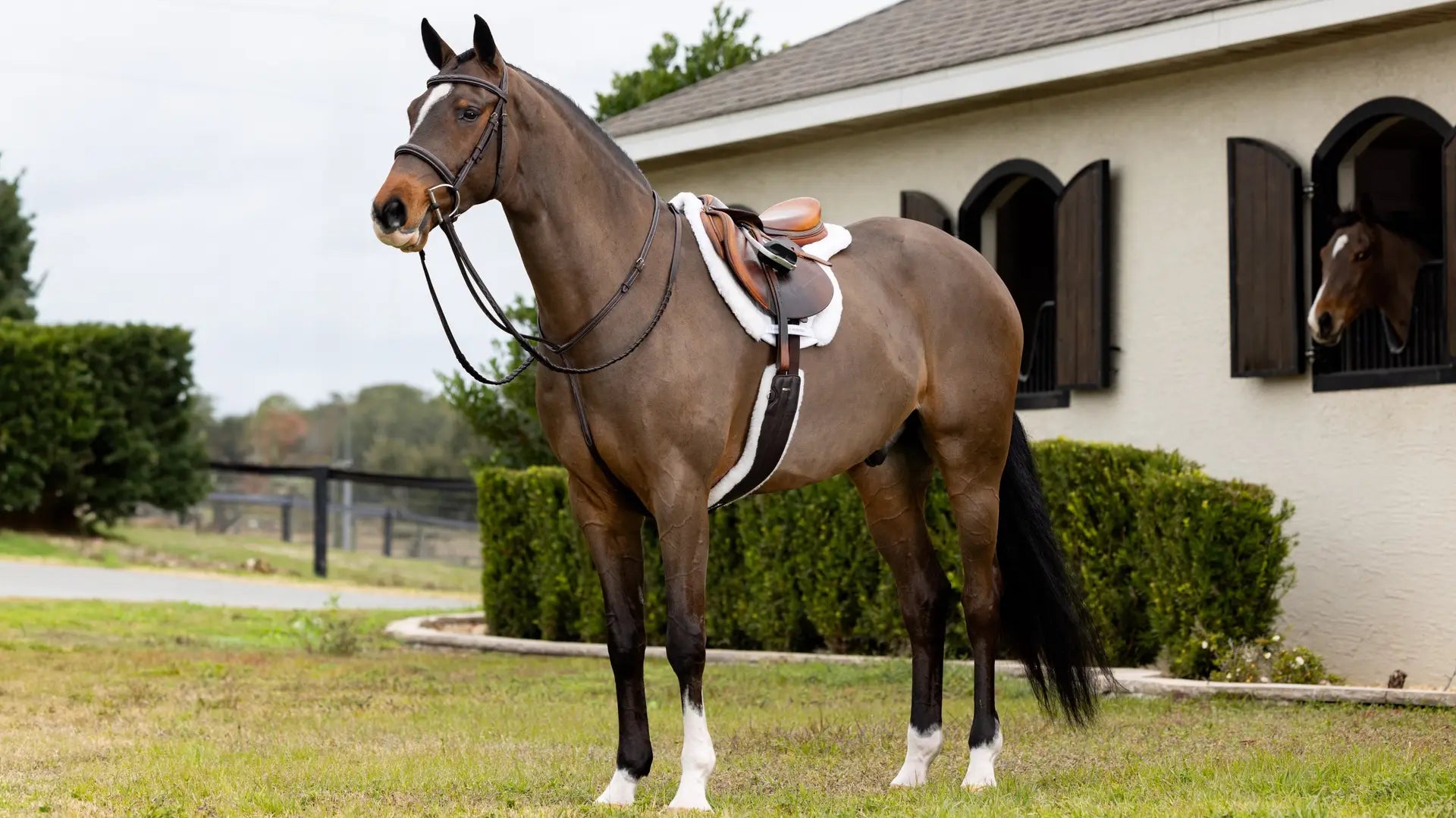 LeMieux Merino+ Hunter Zadeldek Zadeldoeken - Maddelin Equestrian LeMieux