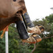 LeMieux MIMsafe XC Peesbeschermers Cross Beenbeschermers - Maddelin Equestrian LeMieux