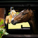 LeMieux Plush Horse Toy Lion Speelgoed voor paarden - Maddelin Equestrian LeMieux
