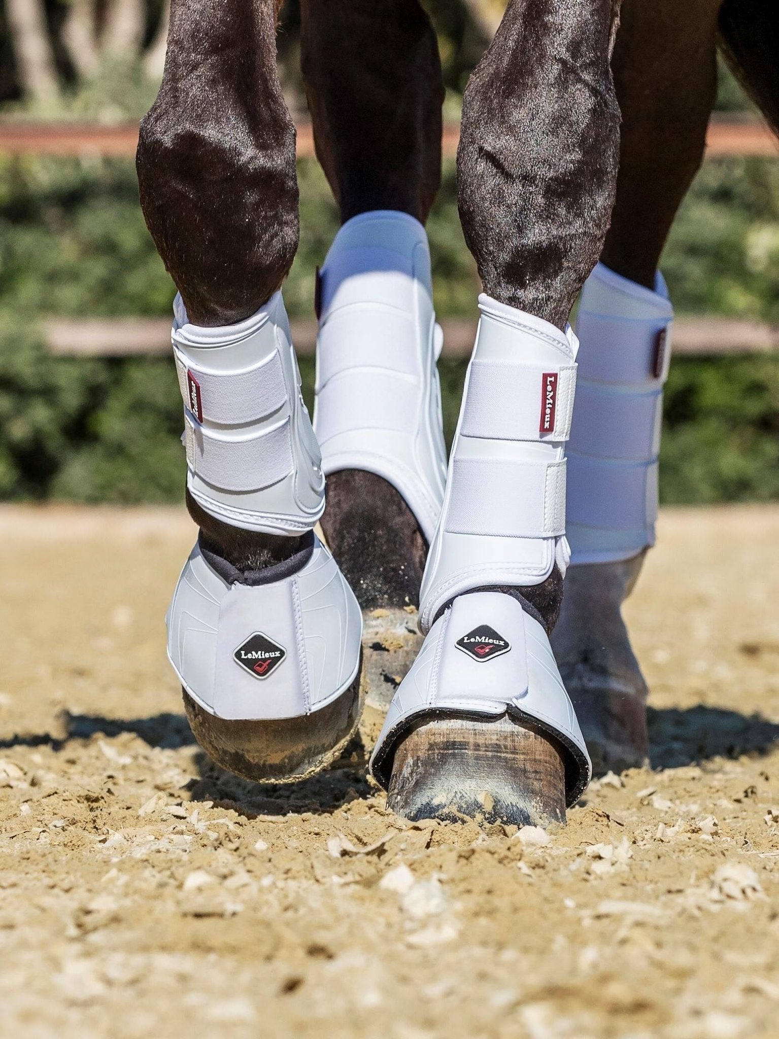 LeMieux ProShell Peesbeschermers Beenbeschermers - Maddelin Equestrian LeMieux