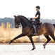 LeMieux Puissance Suede Zadeldek Zadeldoeken - Maddelin Equestrian LeMieux