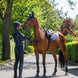 LeMieux Suede Zadeldek Core Zadeldoeken - Maddelin Equestrian LeMieux