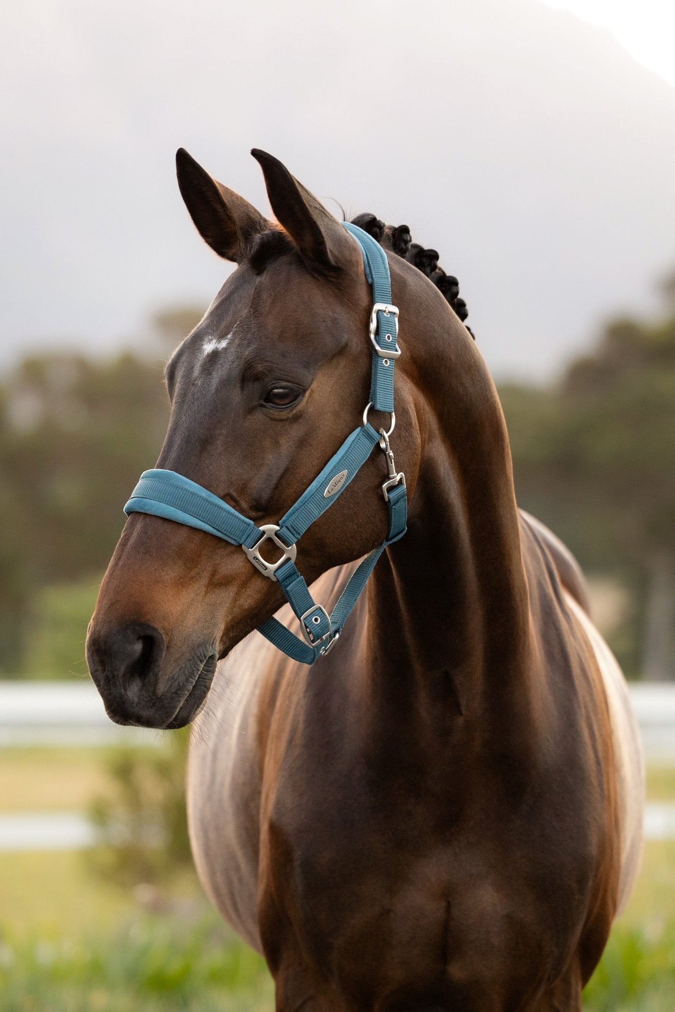 LeMieux Versailles Halster Nylon halsters - Maddelin Equestrian LeMieux