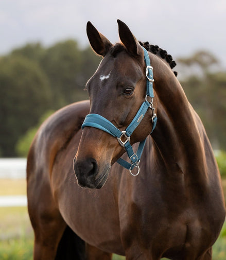 LeMieux Versailles Halster Nylon halsters - Maddelin Equestrian LeMieux