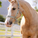 LeMieux Versailles Headcollar Nylon halsters - Maddelin Equestrian LeMieux