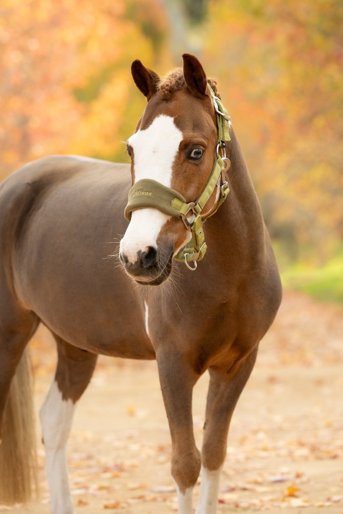 LeMieux Vogue Halster met Halstertouw AW26 Nylon halsters - Maddelin Equestrian