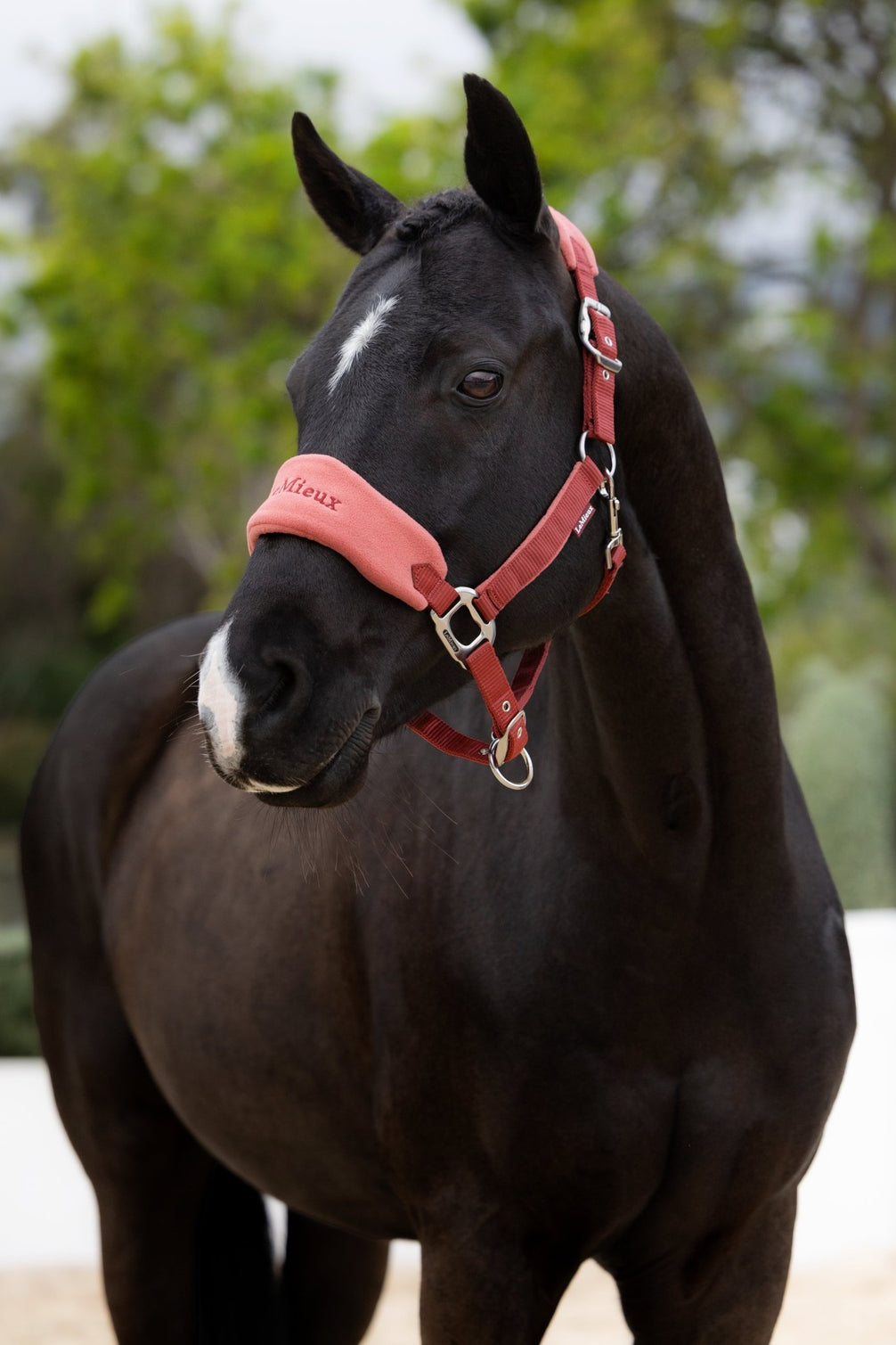 LeMieux Vogue Halster met Halstertouw AW26 Nylon halsters - Maddelin Equestrian