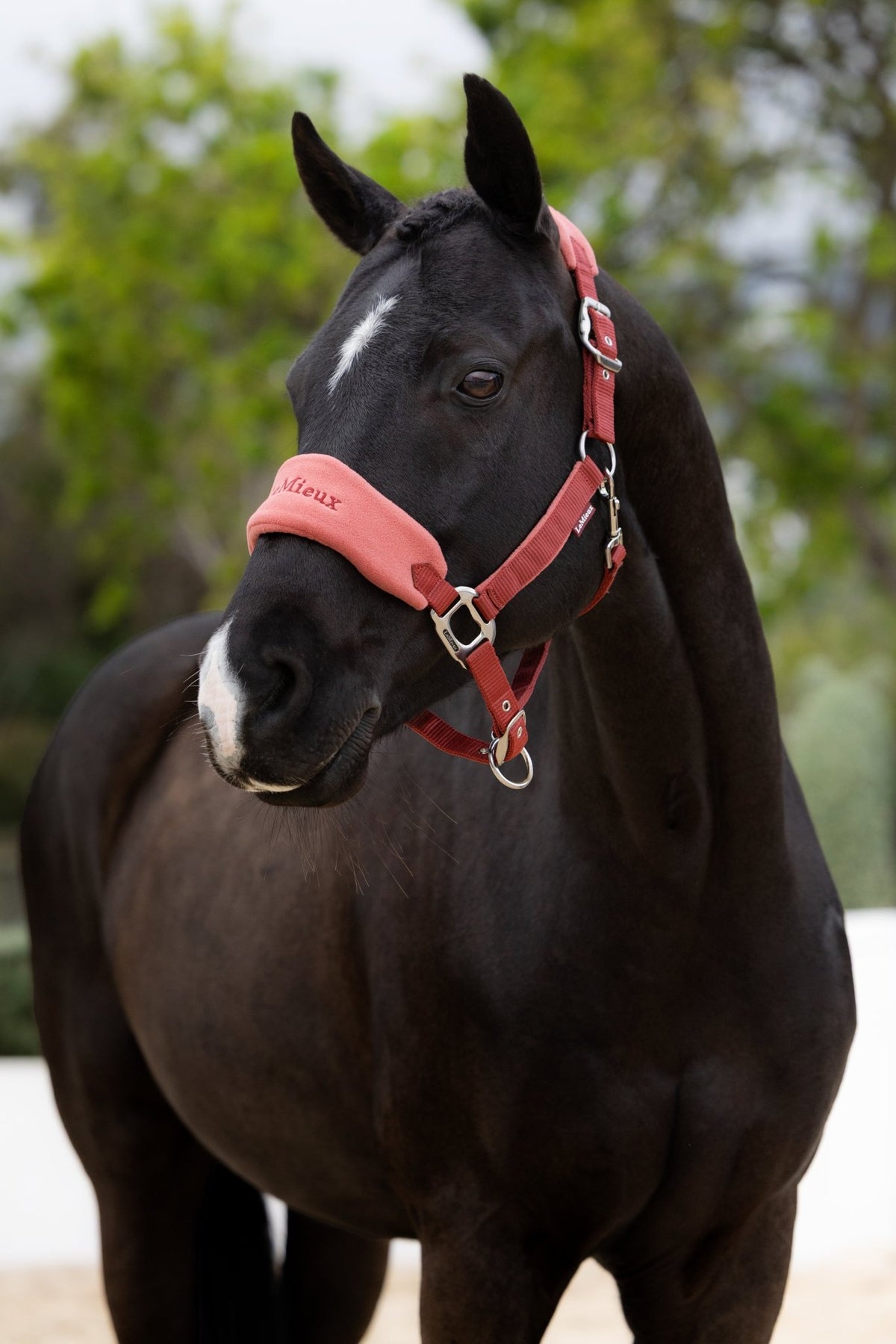 LeMieux Vogue Halster met Halstertouw AW26 Nylon halsters - Maddelin Equestrian