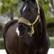 LeMieux Vogue Halster met Halstertouw AW26 Nylon halsters - Maddelin Equestrian