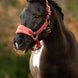 LeMieux Vogue Halster met Halstertouw AW26 Nylon halsters - Maddelin Equestrian