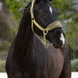 LeMieux Vogue Halster met Halstertouw AW26 Nylon halsters - Maddelin Equestrian