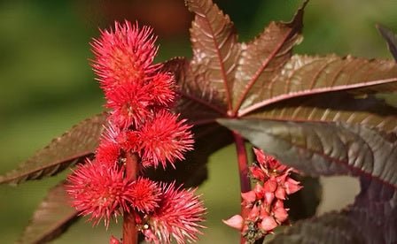 Leovet Leather Cream 200ml Lederonderhoud - Maddelin Equestrian Leovet