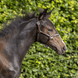 LJ Leathers Halster Mini Crystal Veulenhalsters - Maddelin Equestrian LJ Leathers