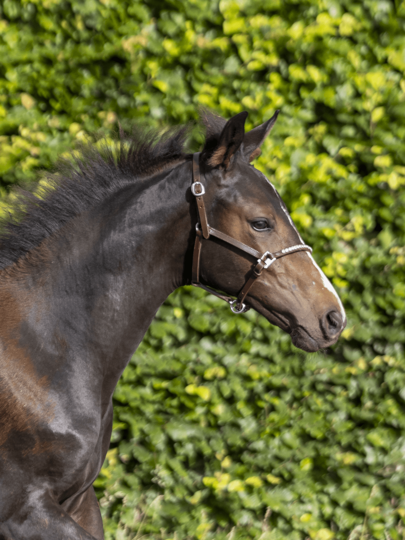 LJ Leathers Halster Mini Crystal Veulenhalsters - Maddelin Equestrian LJ Leathers