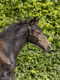 LJ Leathers Halster Mini Crystal Veulenhalsters - Maddelin Equestrian LJ Leathers