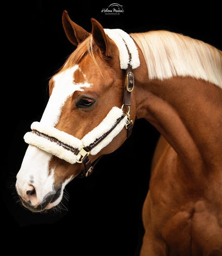 LJ Leathers Halster Nylon Met Vacht Halster met wol of faux fur - Maddelin Equestrian LJ Leathers