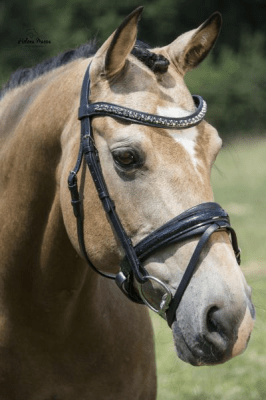 LJ Leathers Hoofdstel Antrado Trenshoofdstellen - Maddelin Equestrian LJ Leathers