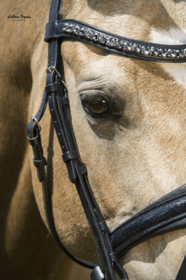 LJ Leathers Hoofdstel Antrado Trenshoofdstellen - Maddelin Equestrian LJ Leathers