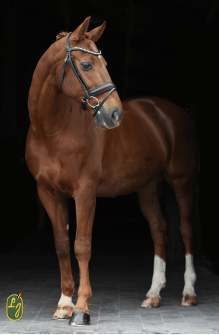 LJ Leathers Hoofdstel Brownie Aansnoerneusriem Trenshoofdstellen - Maddelin Equestrian LJ Leathers