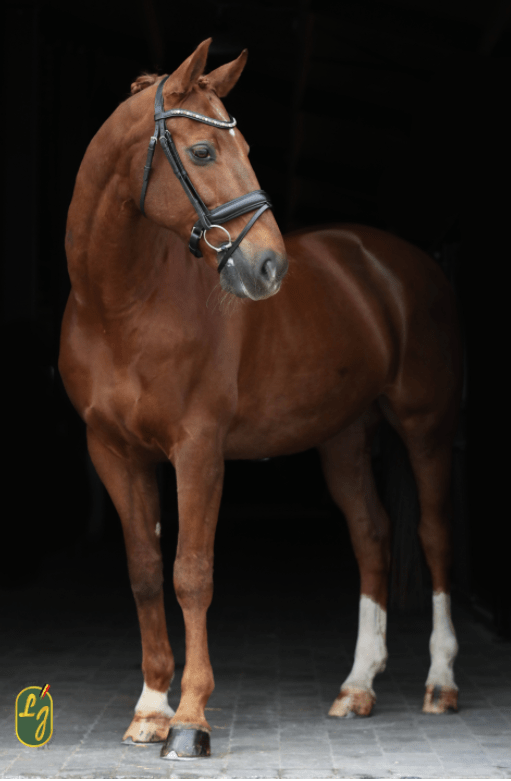 LJ Leathers Hoofdstel Brownie Aansnoerneusriem Trenshoofdstellen - Maddelin Equestrian LJ Leathers