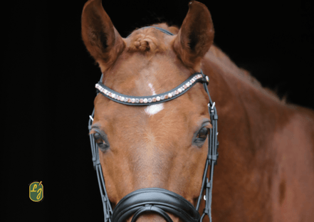 LJ Leathers Hoofdstel Brownie Aansnoerneusriem Trenshoofdstellen - Maddelin Equestrian LJ Leathers