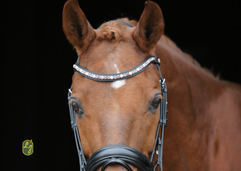 LJ Leathers Hoofdstel Brownie Aansnoerneusriem Trenshoofdstellen - Maddelin Equestrian LJ Leathers